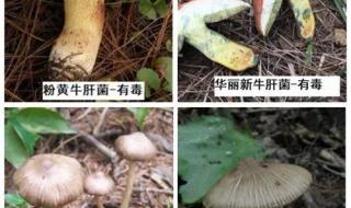 蘑菇有几种能食用